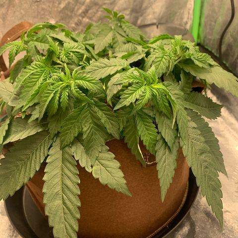 Big Hunk growlog timeline photo