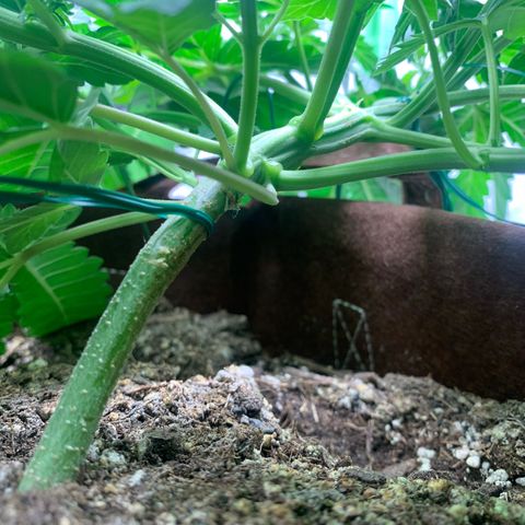 Big Hunk growlog timeline photo