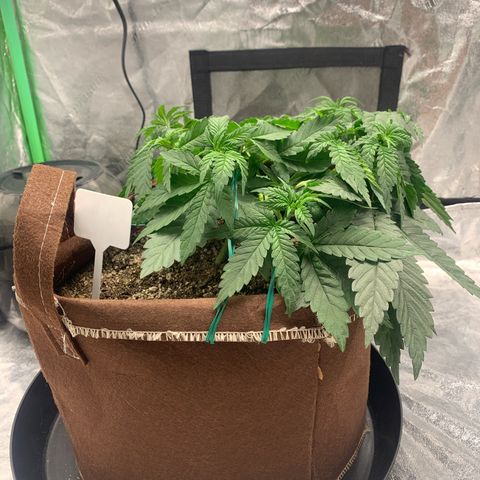 Big Hunk growlog timeline photo