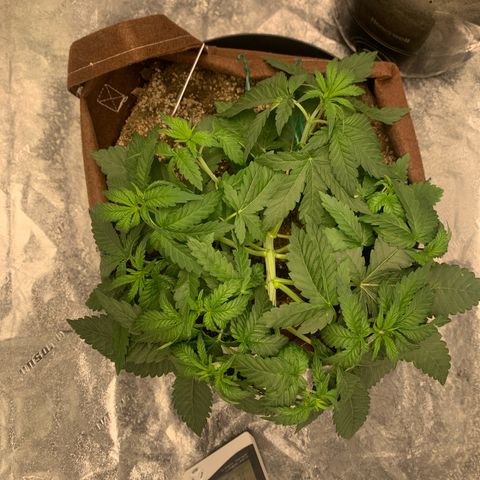Big Hunk growlog timeline photo