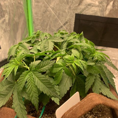 Big Hunk growlog timeline photo