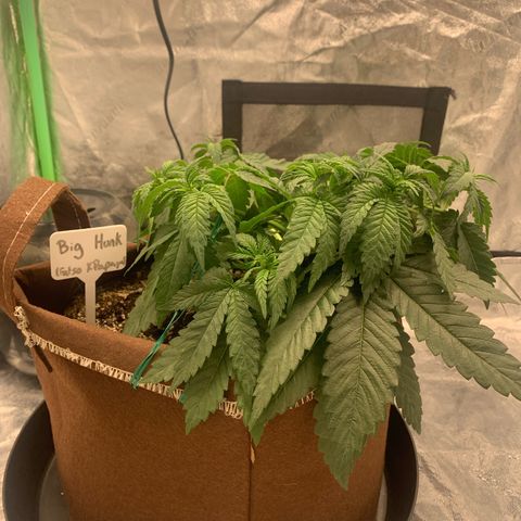 Big Hunk growlog timeline photo