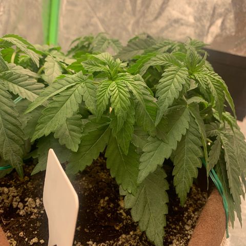 Big Hunk growlog timeline photo