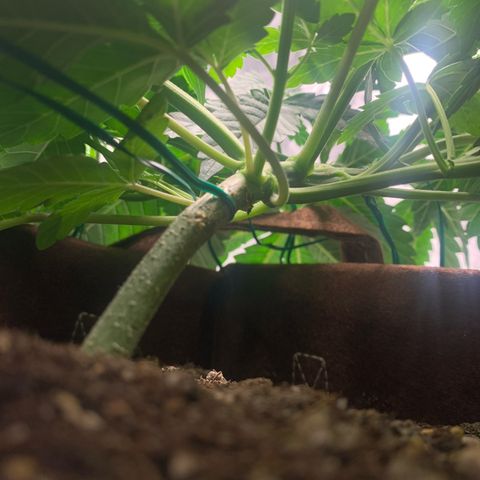 Big Hunk growlog timeline photo
