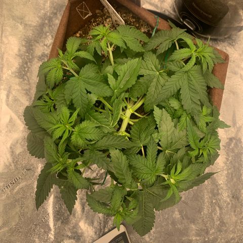 Big Hunk growlog timeline photo