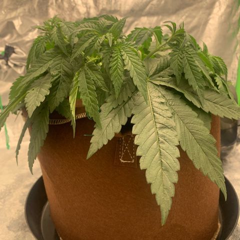 Big Hunk growlog timeline photo
