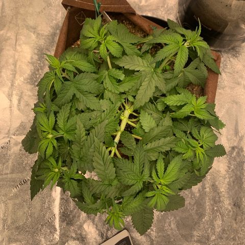 Big Hunk growlog timeline photo