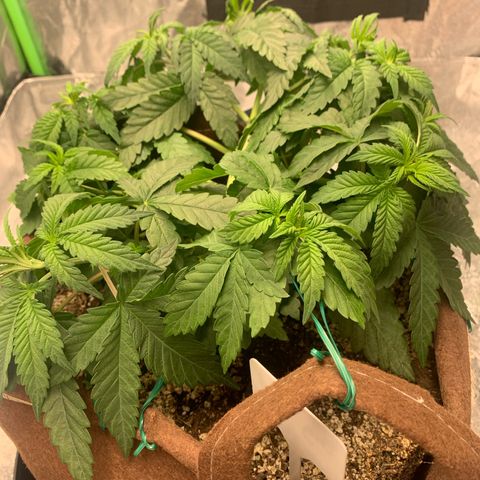 Big Hunk growlog timeline photo