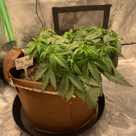 Big Hunk growlog timeline photo