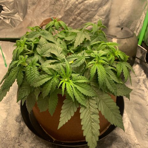 Big Hunk growlog timeline photo