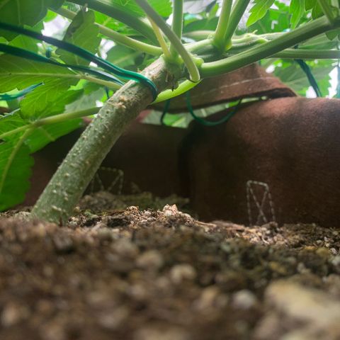 Big Hunk growlog timeline photo