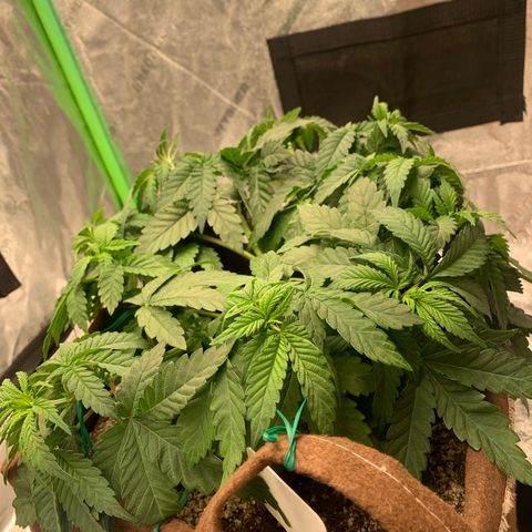 Big Hunk growlog timeline photo