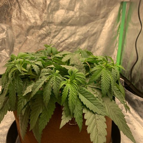 Big Hunk growlog timeline photo