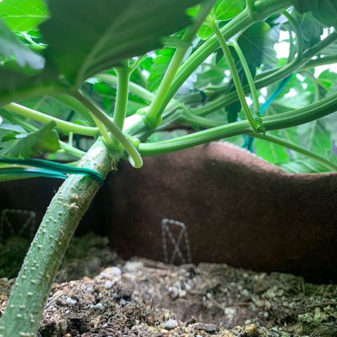 Big Hunk growlog timeline photo