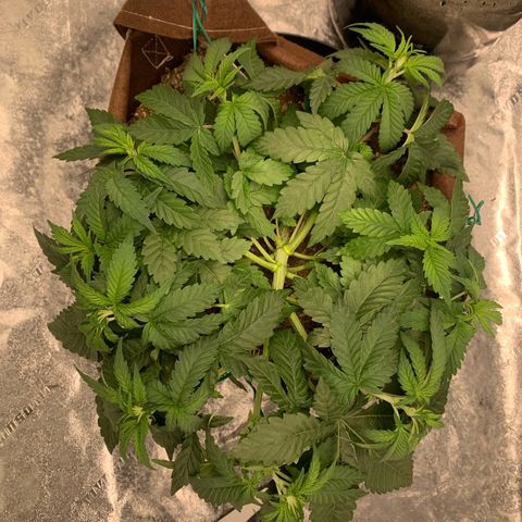 Big Hunk growlog timeline photo