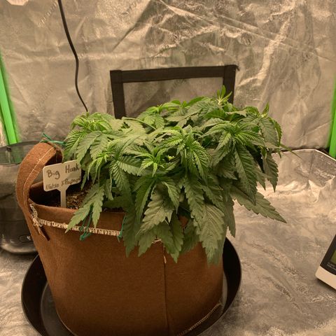 Big Hunk growlog timeline photo