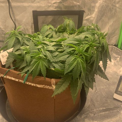 Big Hunk growlog timeline photo