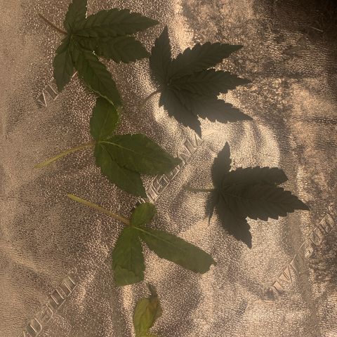 Big Hunk growlog timeline photo