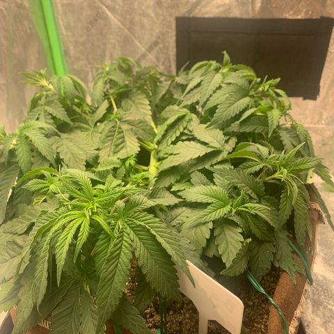 Big Hunk growlog timeline photo