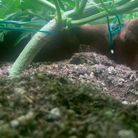 Big Hunk growlog timeline photo