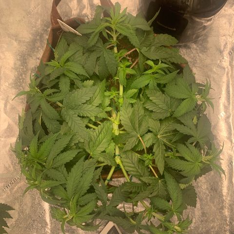 Big Hunk growlog timeline photo