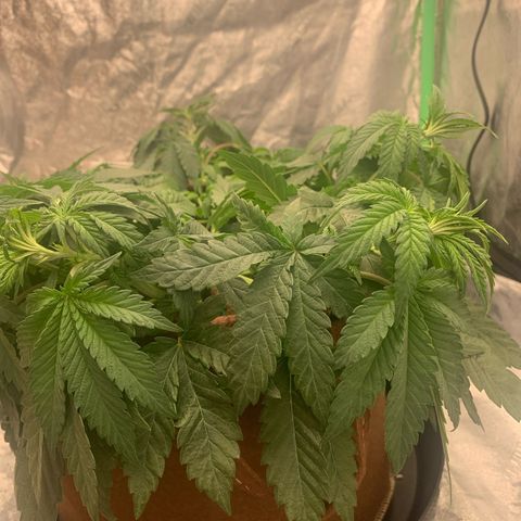 Big Hunk growlog timeline photo