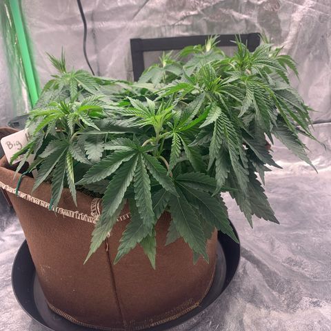 Big Hunk growlog timeline photo
