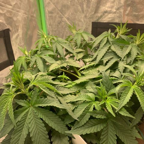 Big Hunk growlog timeline photo