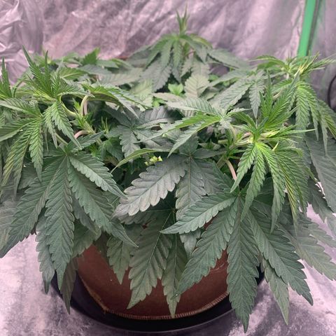 Big Hunk growlog timeline photo
