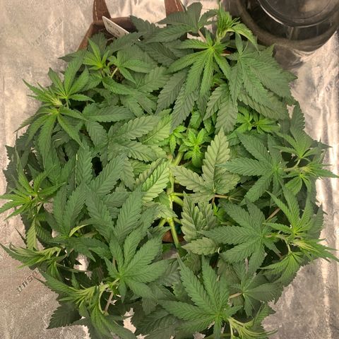 Big Hunk growlog timeline photo