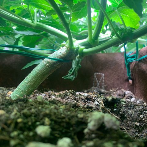Big Hunk growlog timeline photo