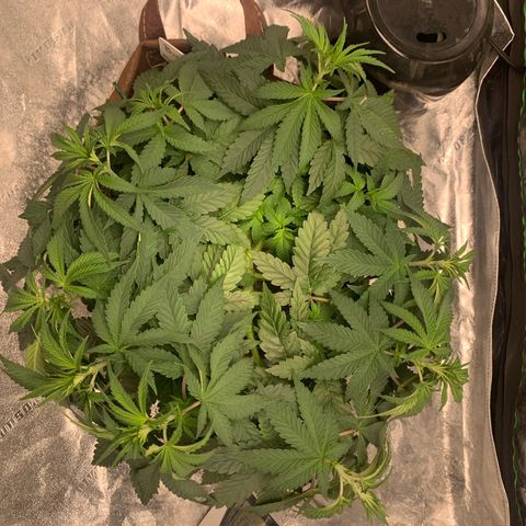 Big Hunk growlog timeline photo