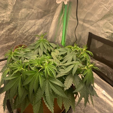 Big Hunk growlog timeline photo