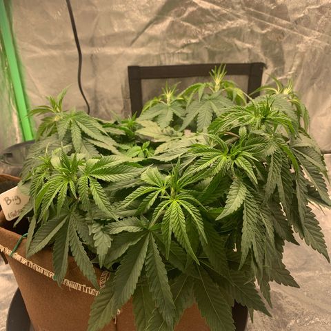 Big Hunk growlog timeline photo
