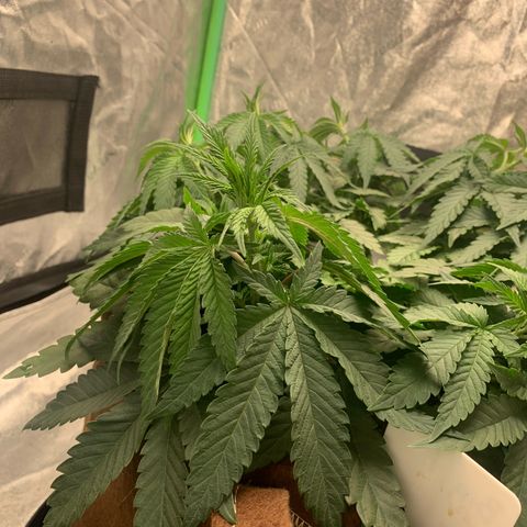 Big Hunk growlog timeline photo