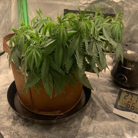 Big Hunk growlog timeline photo