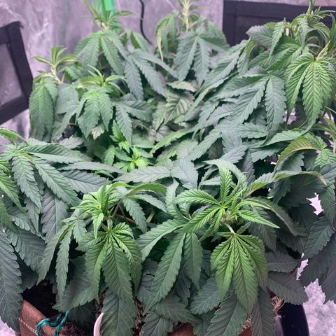 Big Hunk growlog timeline photo