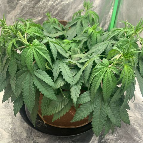 Big Hunk growlog timeline photo