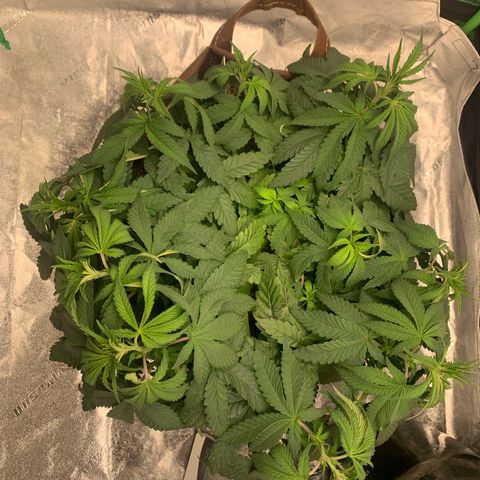Big Hunk growlog timeline photo