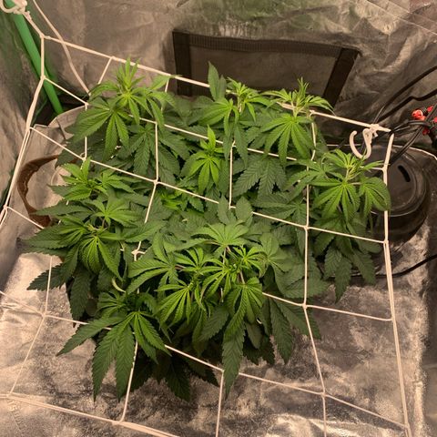 Big Hunk growlog timeline photo