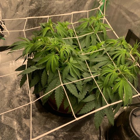 Big Hunk growlog timeline photo