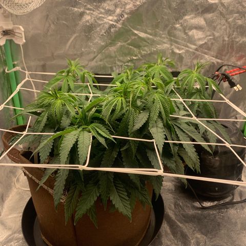 Big Hunk growlog timeline photo