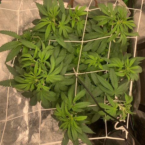 Big Hunk growlog timeline photo