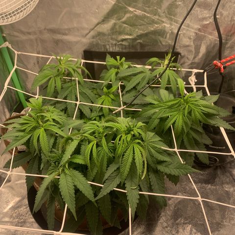 Big Hunk growlog timeline photo