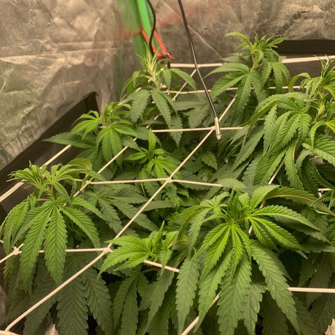 Big Hunk growlog timeline photo