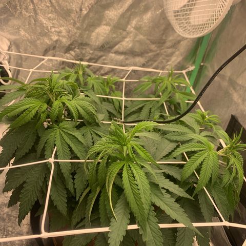 Big Hunk growlog timeline photo