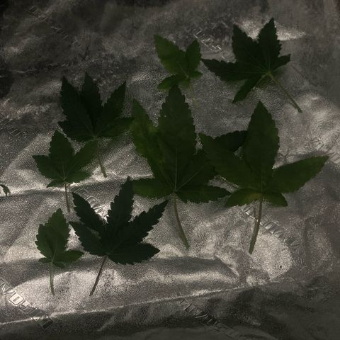 Big Hunk growlog timeline photo