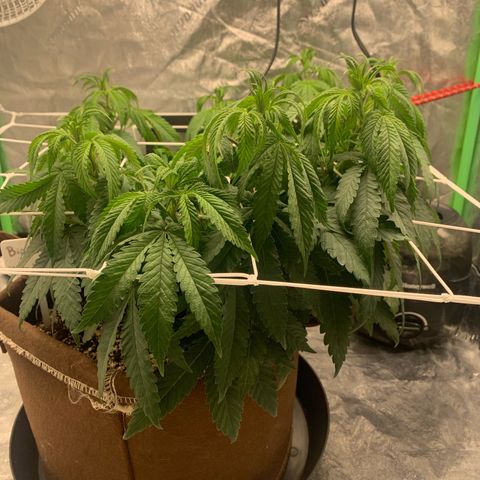 Big Hunk growlog timeline photo