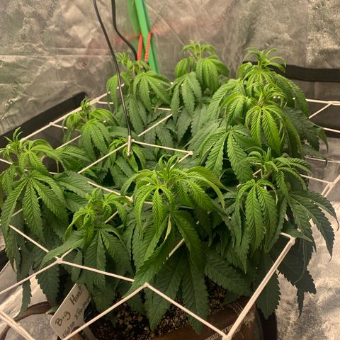 Big Hunk growlog timeline photo