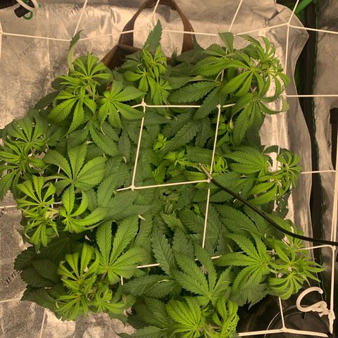 Big Hunk growlog timeline photo